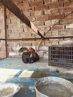 Mianwali java pair Top Quailty