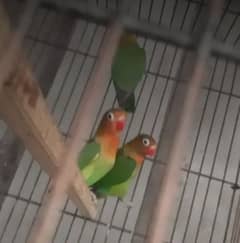 Fisher Parrots