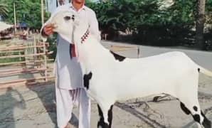 Qurbani Lagne Wala Desi Bakra For Sale CALL "03259242621