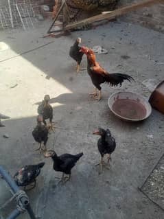 aseel murgha ,murghi bachoon samet sale