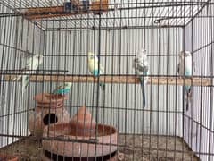 Breeder