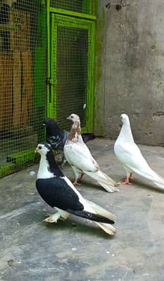Pigeons sherazi kabotar laka kabootar udne wale kabotar white pigeon