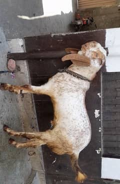 makhi cheena breeder 1years