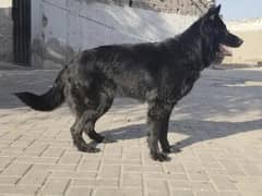 black German shepherd bhot pyari cheez hey