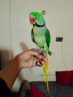 Raw Pahari Male Hand Tame and Playful Parrot