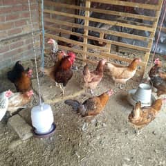 30 pas for sale
