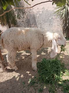 Chatra | Bakra | Kajla Chatra | Sargodha Chatra | Dumba | Layla |