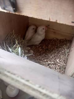 birds