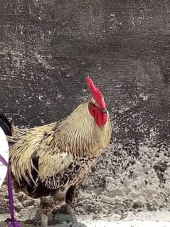 hen for sale 4/5 month