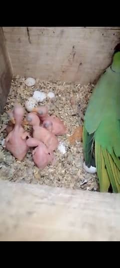 Green Parrot Breeder Pair