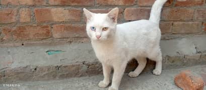 My WhatsApp number 03288169112