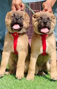 paver king Kurdish kangal security dog available for sale