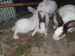 rabbit for sale 1 pair breeder ha baqi 3 bacha ha 2 month ka