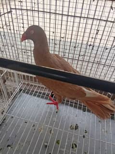 Male