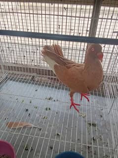 Male