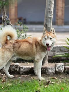 Siberian