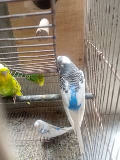 Australian Budgie Pairs