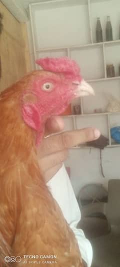 Peela aseel