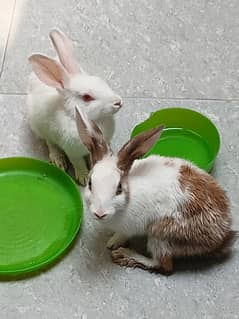6-7 month old desi Rabbit pair