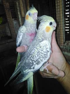 Tame beauty cinnamon cherry. . Common white  cocktail & adult silver -