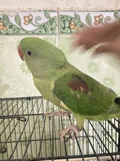 3 month fully healthy kashmiri raw chicks