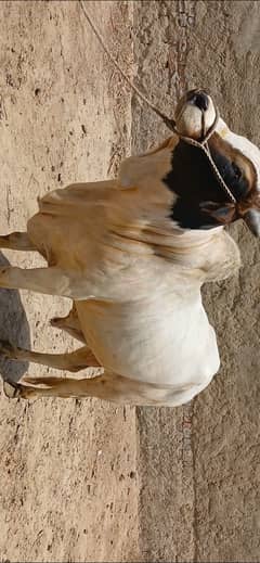 Qurbani