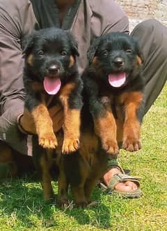 German shepherd Dubal cout pair for sale