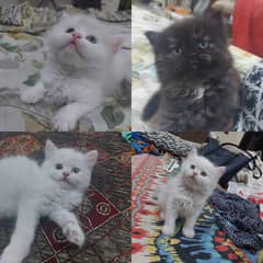 Persian Double coat kittens.