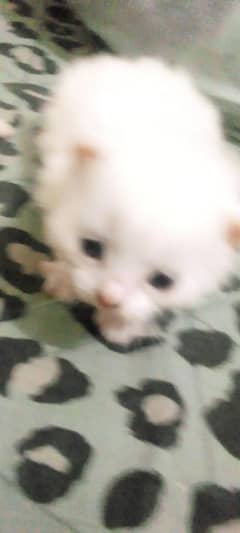 baby cat for sale