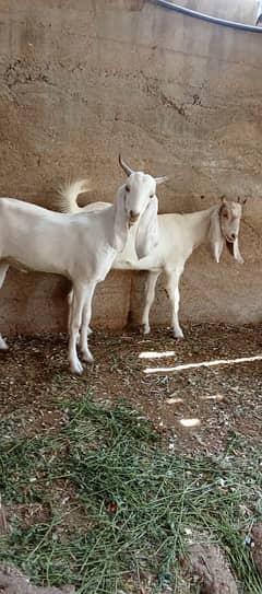 location New Karachi
