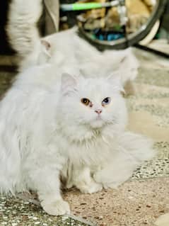 odd eyes male