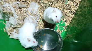 Hamsters Pair
