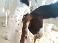 Goats | Bakra