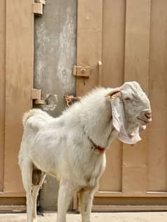 Top Quality Muhammadpur Nasal Bakra For Sale