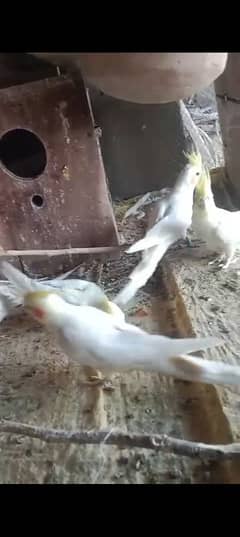 cocktail parrot for sale and aseel cheks bhe sale