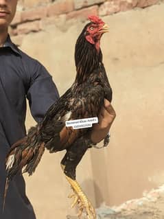 Aseel mainwanli lakha , sawa aseel