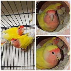 Lutino Red Eyes Fishers Lovebird Breeder Pair 100% GOOD condition