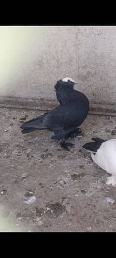 Breeder Male For Sale