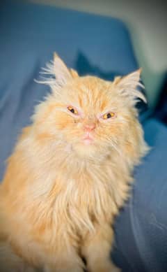 female cat triple cotted punch face heat pr hai