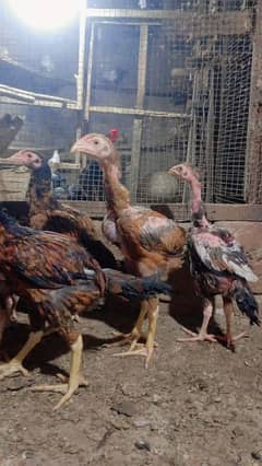 Aseel chicks High quality