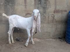 gulabi