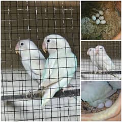 Albino Eno Split Black Eyes Lovebird Fisher Breeder pair with eggs