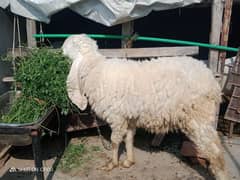 4dant