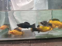 Molly fish , Marigold fish