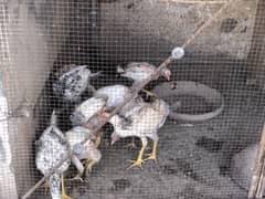 Chicks