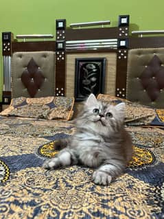 Persian