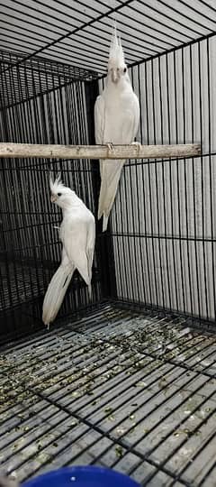 Breeder