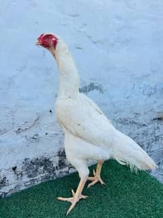 White Shamo Breeders & Chicks  | Black Shamo Breeders & chicks