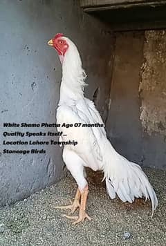 White Shamo Breeders & Chicks  | Black Shamo Breeders & chicks