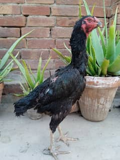 White Shamo Breeders & Chicks  | Black Shamo Breeders & chicks